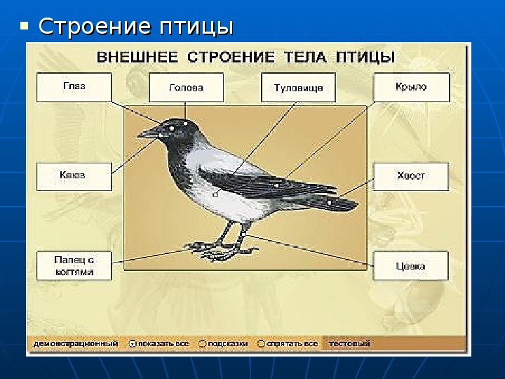 Части птицы. Схема внешнего строения птицы. Части тела птицы. Назвать части тела птицы. Части тела птицы Ласточка.