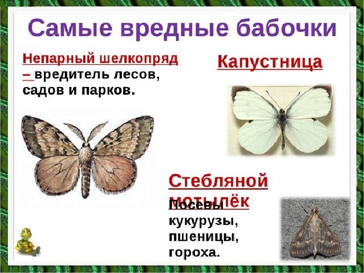 Какой вред бабочек. Ядовитые бабочки. Вредные бабочки. Чем опасны бабочки для человека. Ядовитые бабочки для человека.