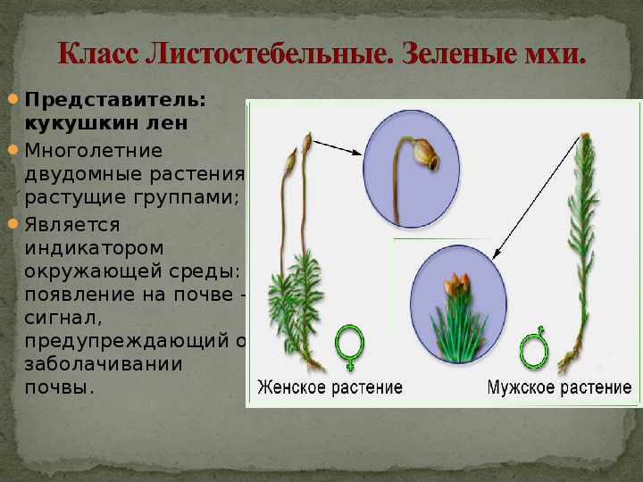 Мхи биология