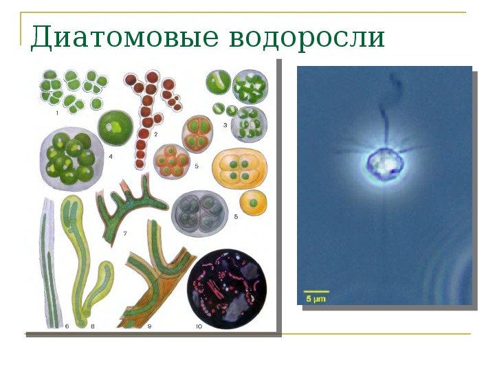 Диатомовые водоросли презентация