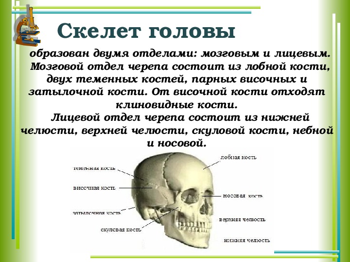 Биология 8 класс информация. Кости скелета строение скелета 8 класс биология. Скелет человека биология 8 кл. Презентация по биологии 8 класс кости скелета человека. Биология 8 класс скелет вид спереди.