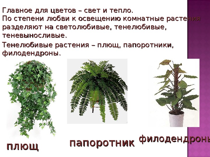 Выберите теневыносливое растение