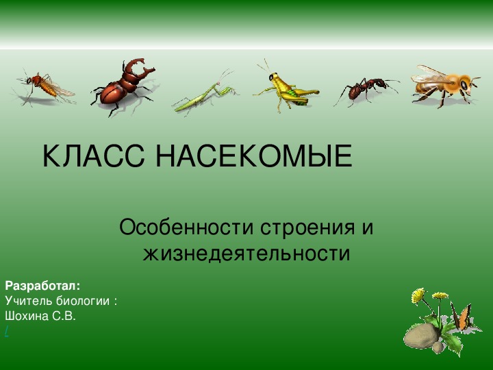 Презентация по биологии на тему "Класс Насекомые"(7 класс, биология)