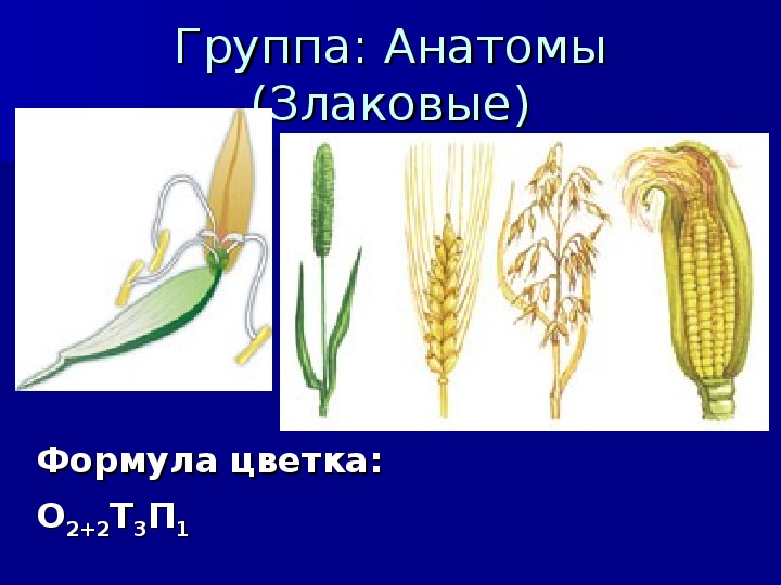 Пшеница это однодольное или двудольное. Биология 7 класс Однодольные. Сообщение по биологии 7 класс на тему Однодольные. Ламинария однодольное или двудольное растение. Какие растения относятся к однодольным и двудольным.