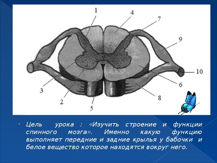 Выберите три верно обозначенные подписи к рисунку строение спинного мозга человека