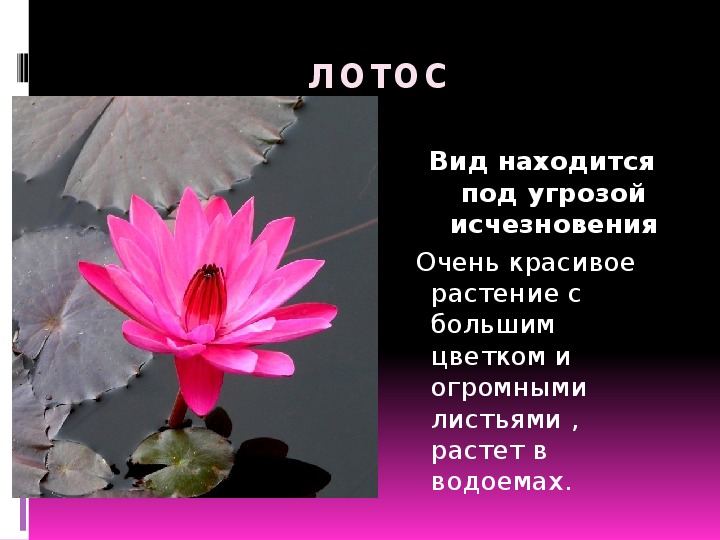 Составьте план текста под угрозой сейчас находится большинство оставшихся