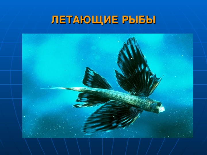 Конспект урока биологии по теме "Рыбы"