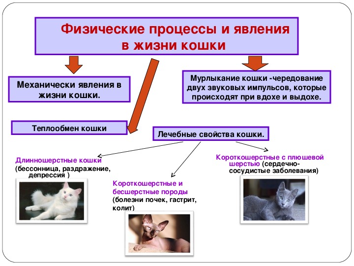 Исследовательская работа на тему «Кошка как объект физического исследования»