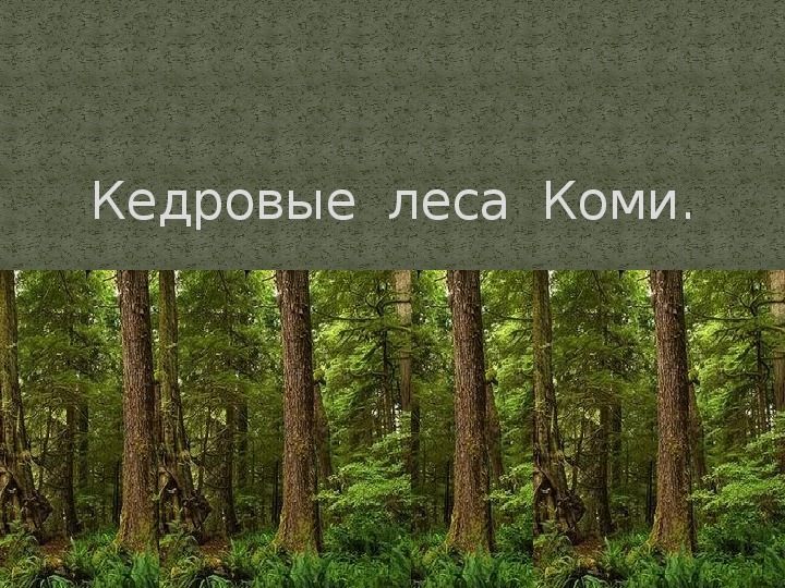 Презентация "Кедровые  леса  Коми".