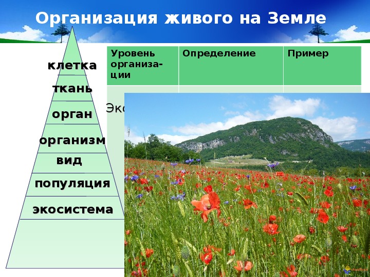 Популяция в экосистеме презентация