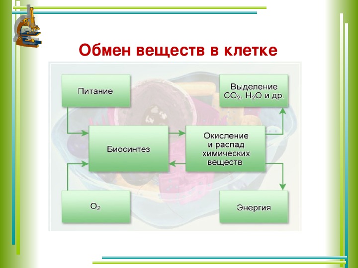 Обмен классами. Обмен веществ 8 класс биология. Обмен веществ 8 класс. Обобщение по теме обмен веществ 8 класс биология. Контроль знаний обмен веществ 8 класс.