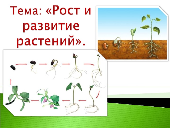 Презентация "Рост и развитие растений" (6 класс, биология)