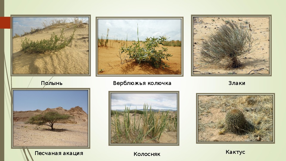 Примеры пустынь. Растительный мир пустынь и полупустынь в России. Растительный мир в пустыне и полупустыне в России. Растительный и животный мир пустыни и полупустыни России. Растительный мир пустыни и полупустыни.