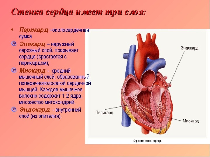 Какое сердце можно назвать. Эндокард миокард эпикард перикард таблица. Строение сердца эпикард перикард. Строение сердца 3 слоя. Эндокард миокард перикард схема.