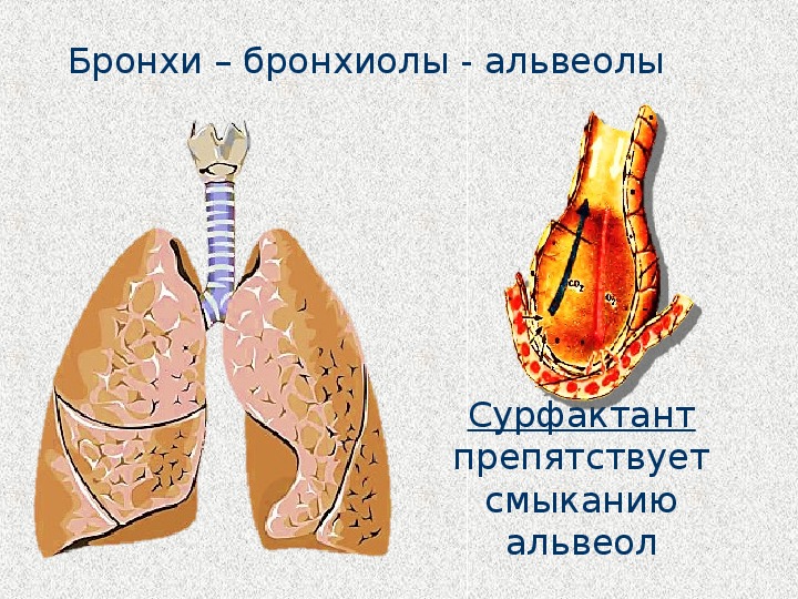 Значение дыхания органы дыхания презентация 8 класс