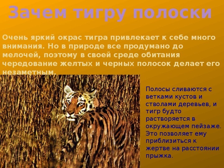 Какие особенности внешнего строения тигра. Почему тигр полосатый. Зачем тигру полоски. Интересные факты о Тигре. Тигр интересные факты для детей.