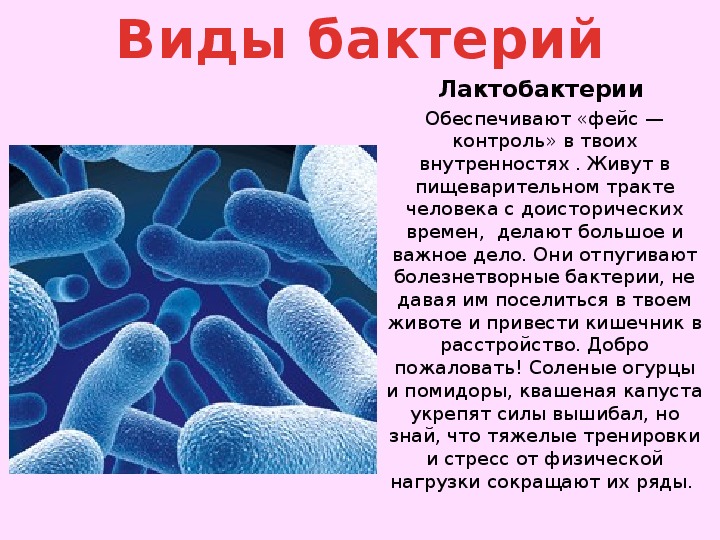 Бактерии человека название. Доклад про бактерии 5 класс по биологии. Биология 5 класс микроорганизмы бактерии. Сообщение о бактериях 5 класс биология. Сообщение по бактериям 5 класс.