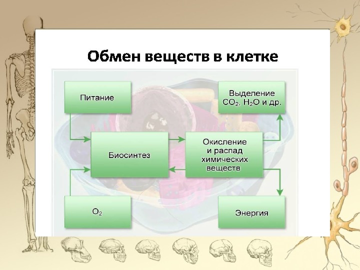 Самостоятельная работа обмен веществ 8 класс биология. Схема обмена веществ и энергии. Обмен веществ и энергии 8 класс.