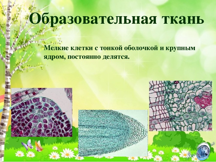 Понятие ткань ткани растений. Образовательные ткани растений 5 класс биология. Ткани растений 5 класс по биологии. Ткани растительного организма. Ткани биология 5 класс.