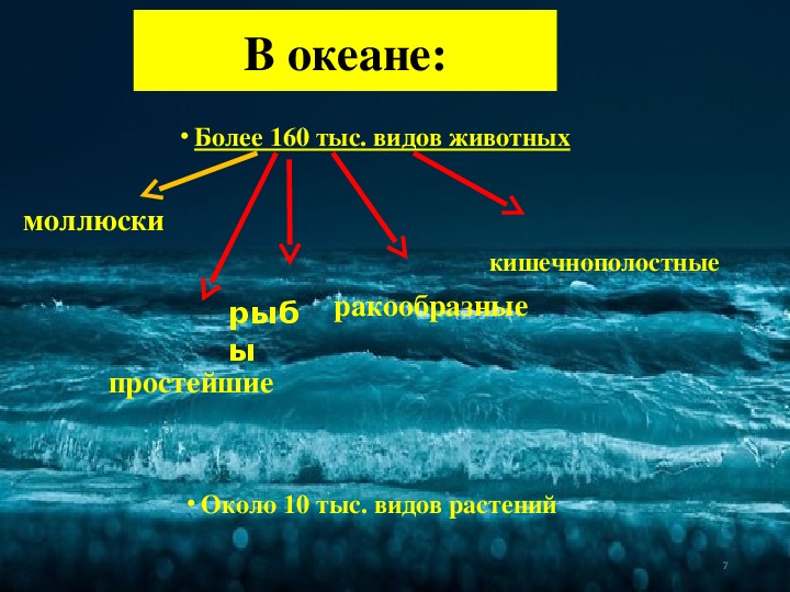 Группы живых организмов в океане. Условия жизни в океане. Распределение жизни в морях и океанах. Распространение живых организмов в океане. Слои жизни в океане.