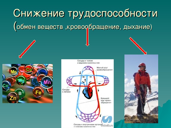 Акклиматизация животных презентация