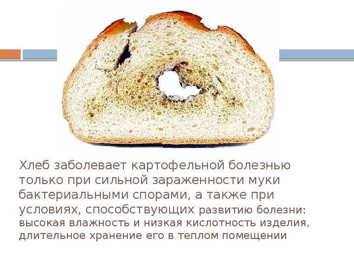 Картофельная болезнь хлеба признаки
