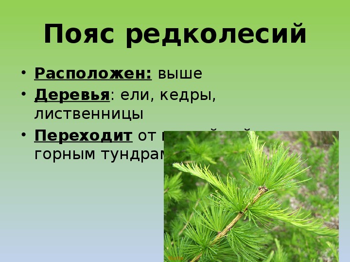 Какие растения встречаются в природе свердловской области