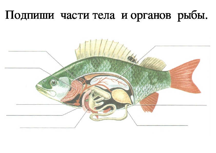 Опорная система рыб