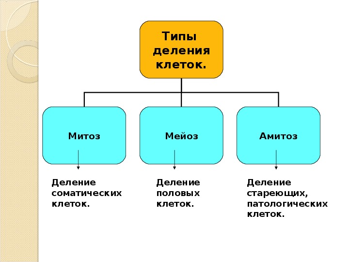 Деление клеток митоз класс. Способы деления клетки схема. Деление клеток 9 класс биология митоз. Типы деления клеток амитоз.