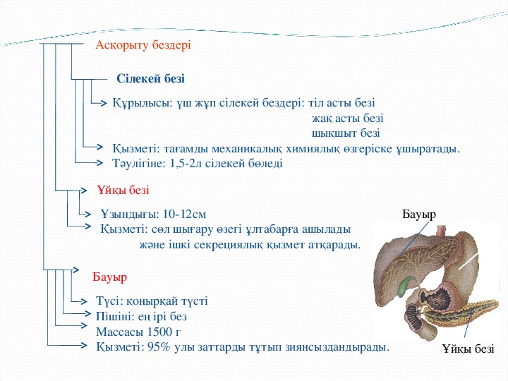 Сиырдың асқорыту жүйесі фото