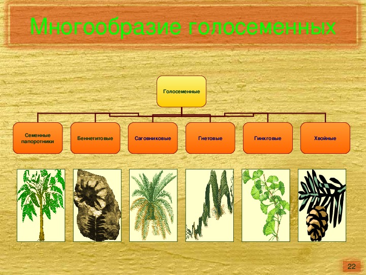 Систематическая группа голосеменных. Классификация голосеменных. Многообразие голосеменных. Систематика голосеменных. Классификация голосеменных растений.