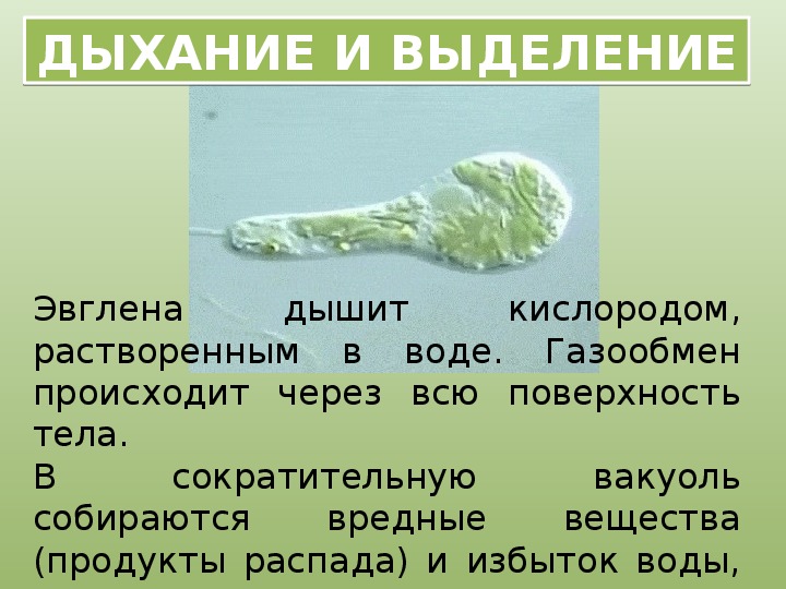 На какой фотографии изображен представитель простейших