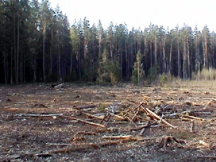 Изм лес. Вырубка леса сукцессия. Лесная сукцессия. Вторичный лес. Экосистемы вырубка лесов.