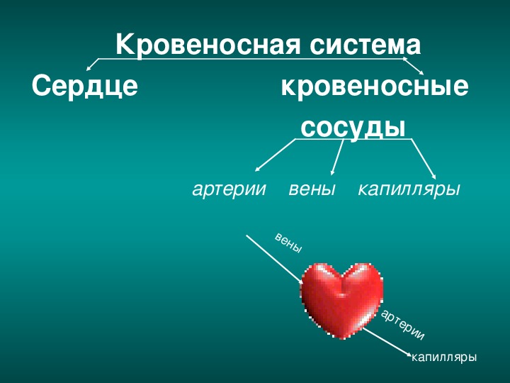 Презентация по биологии 8 класс строение и работа сердца