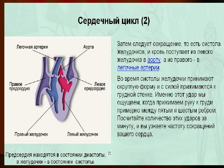 Работа сердца биология. Работа сердца сердечный цикл 8 класс. Строение и работа сердца 8 класс. Работа сердца 8 класс биология. Сердечный цикл биология 8 класс.