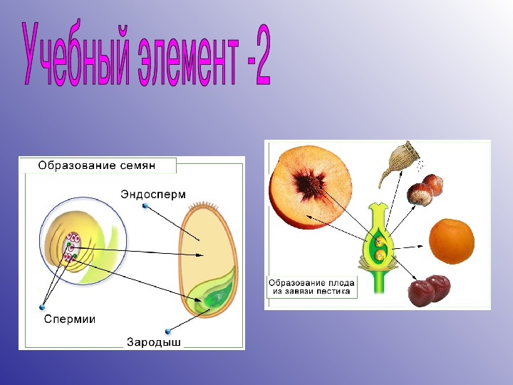 Эндосперм семени образуется в результате. Строение и образование плодов. Образование плодов и семян у растений. Образование плода растений. Образование плодов растений.