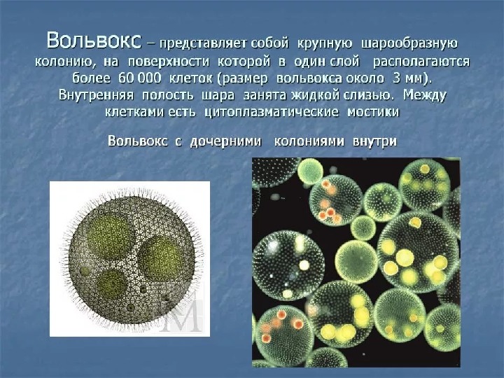 Многоклеточные организмы презентация 5 класс