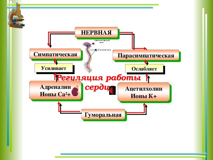 Презентация на тему круги кровообращения 8 класс биология