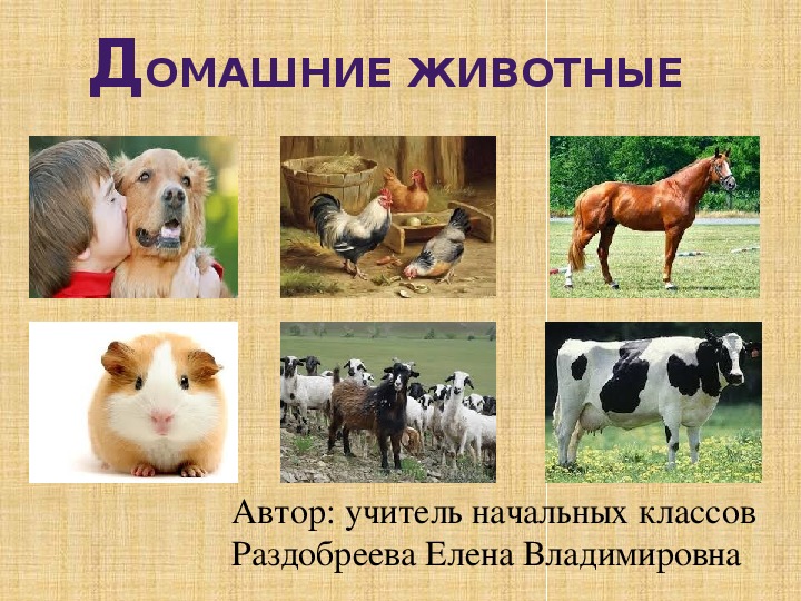 Презентация по окружающему миру на тему "Домашние животные" (1 класс, окружающий мир)