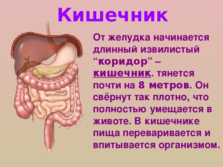 Сколько метров кишка у взрослого