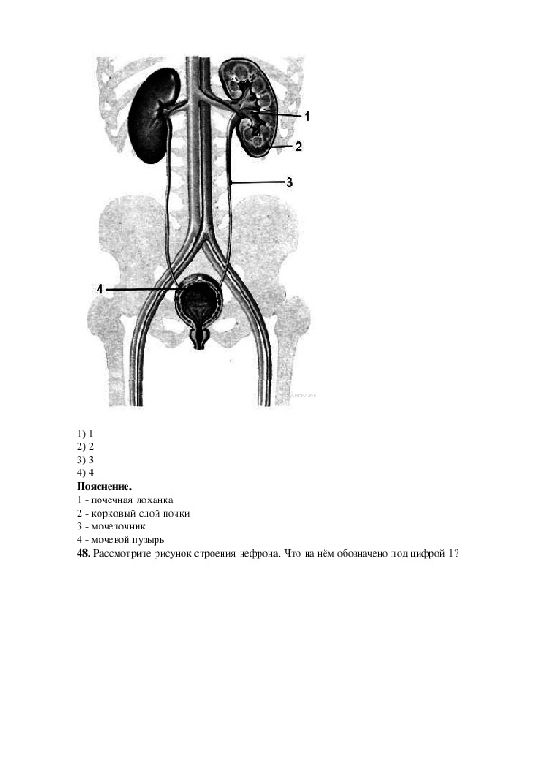 На рисунке 1 цифрой 2 обозначено. Какой цифрой на рисунке обозначен мочеточник?. Какой цифрой на рисунке обозначена почечная лоханка. Какой цифрой на рисунке почек. Какими цифрами на рисунке обозначены:.