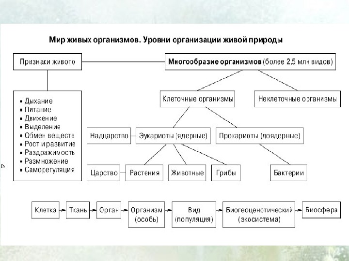 Презентация уровни организации жизни 7 класс биология