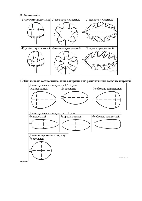 Тип листа по соотношению длины ширины. Лист ОГЭ биология. ОГЭ по биологии задание с листом. ОГЭ биология задание с листьями. ОГЭ по биологии листья.