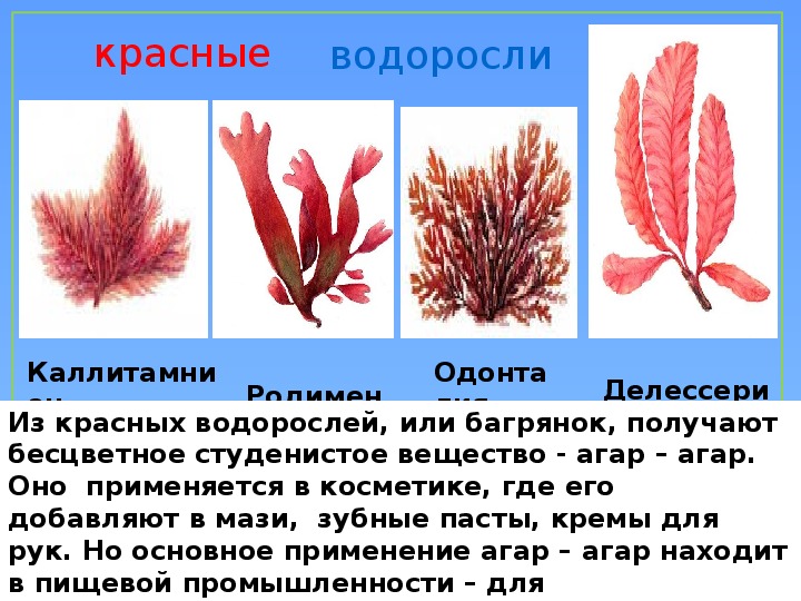 Красной водорослью является. Красные водоросли багрянки строение. Багрянка, красные водоросли, Rhodophyta.. Красные водоросли багрянки представители. Отдел красные водоросли (багрянки) делессерия.