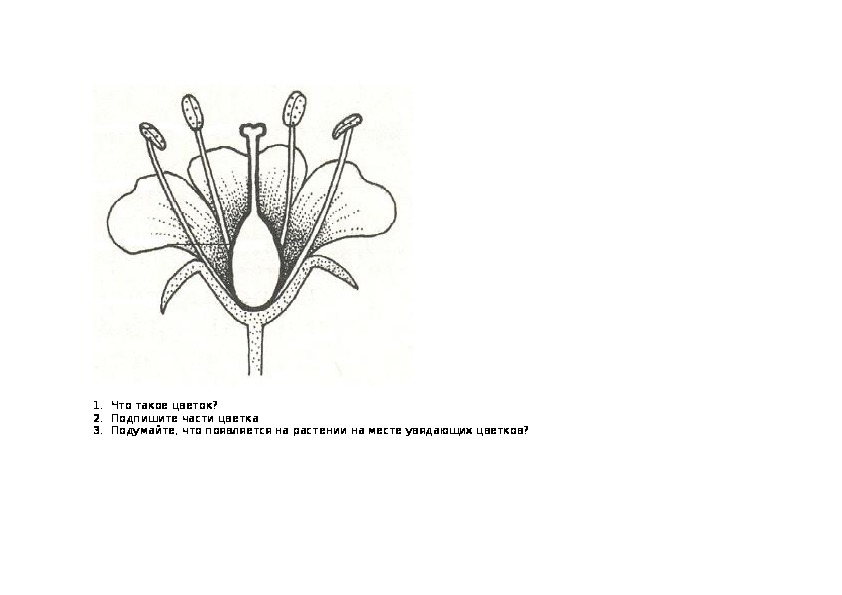 Биология 6 класс стр 30. Подпишите части цветка с помощью рисунка. Подписать части цветка 6 класс биология. Подпишите части цветка. Подпиши части цветка 6 класс.