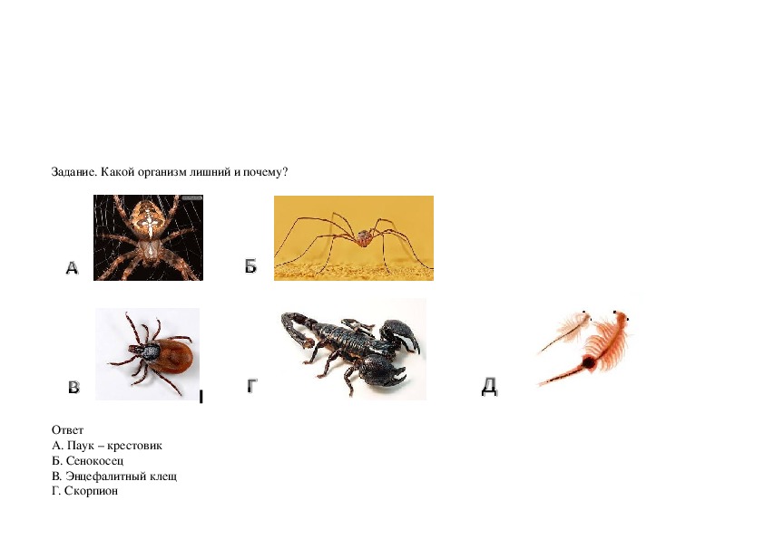 Тест паукообразные 7 класс. Паукообразные задания. Задачи по теме паукообразные. Скорпионы и клещи представители класса паукообразные. Творческое задание паукообразные.