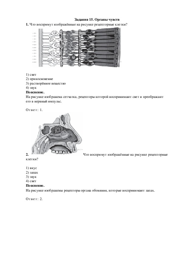 Что воспримут изображенные на рисунке клетки. Что воспримут рецепторные клетки. Рисунок рецепторных клеток. Органы чувств ОГЭ биология.