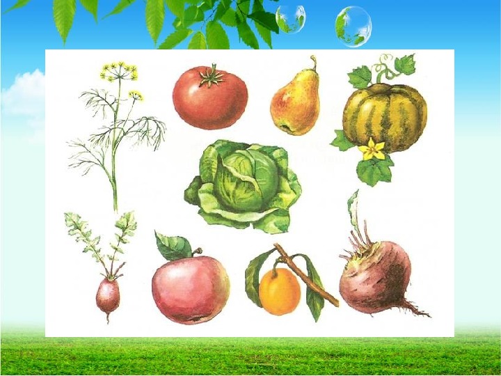 Группа овощей и плодов