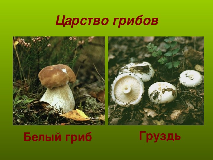 Текст царство грибы