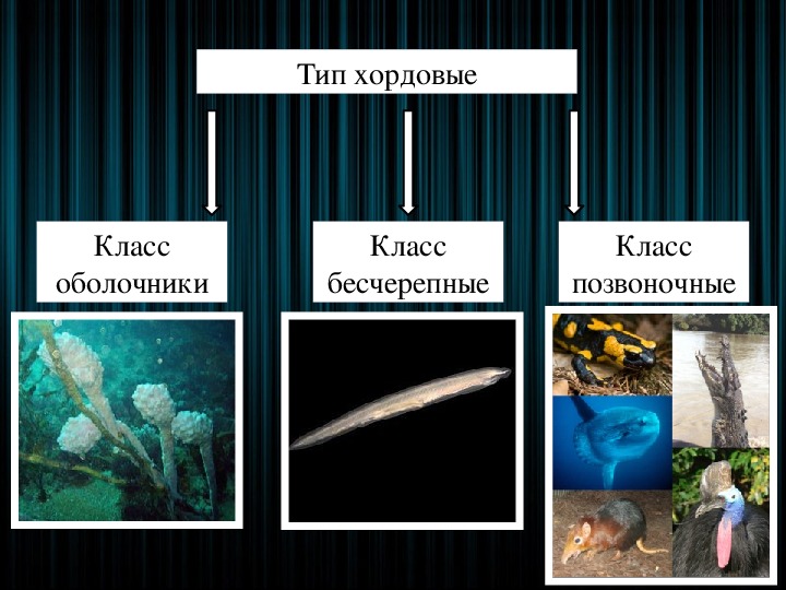 Презентация на тему хордовые